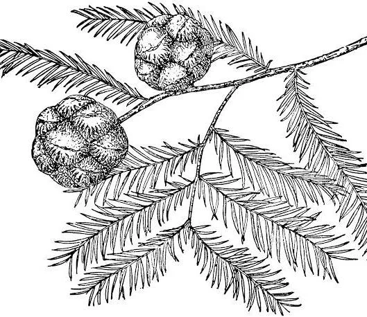 Line drawing of a bald cypress branch with feathery needles and two round seed cones