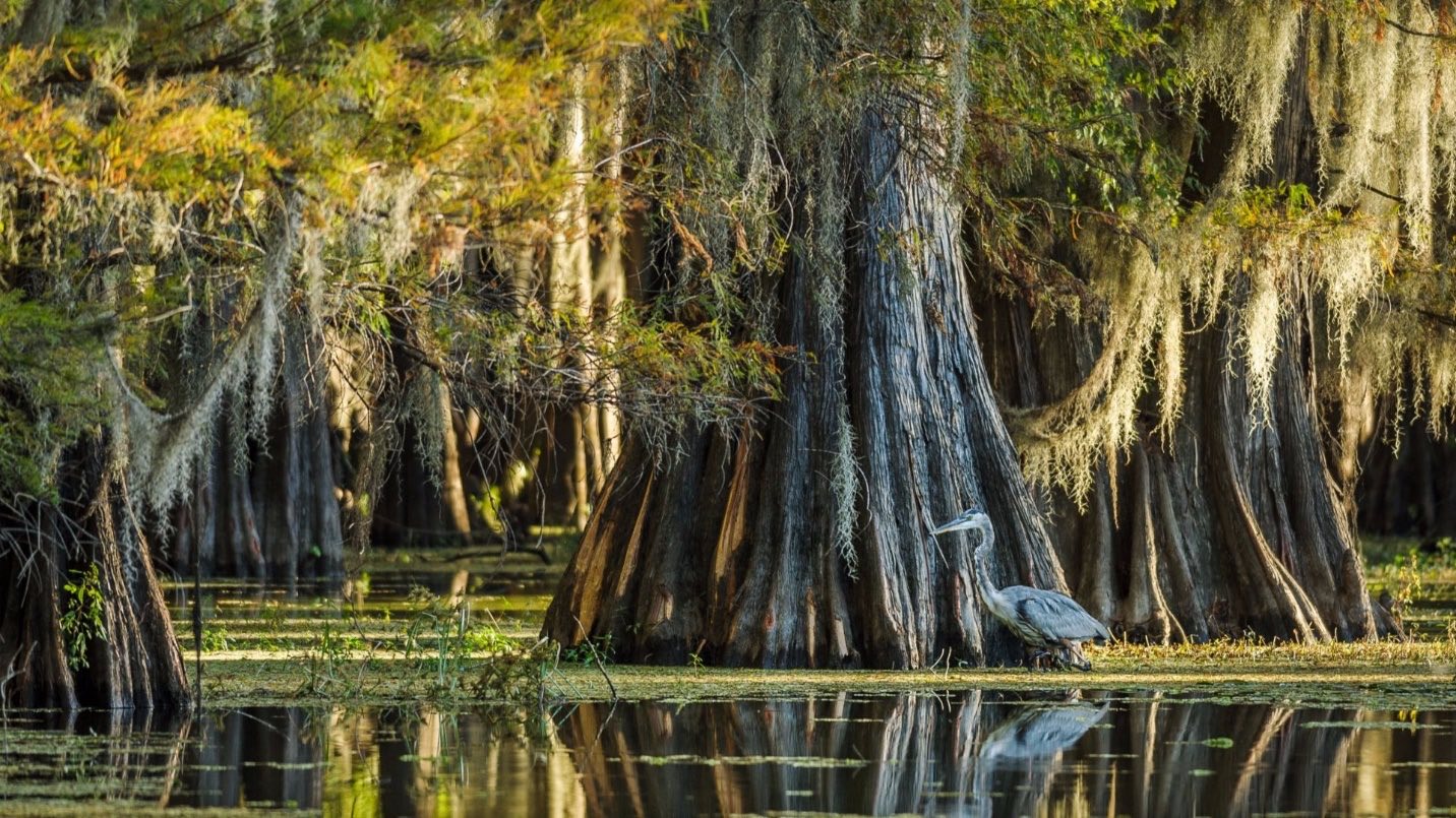 Bald cypress trees draped in Spanish moss standing in swamp water with a great blue heron