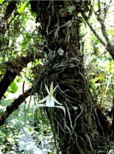 A white ghost orchid blooming from roots wrapped around a tree trunk in a Florida swamp